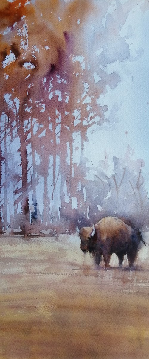 bison by Giorgio Gosti