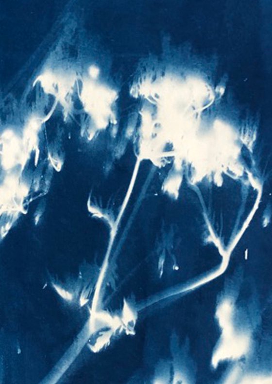 Blurred Flowers - Cyanotype