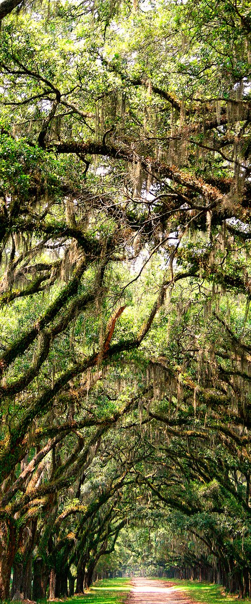 THE GREEN MILE Savannah GA by William Dey