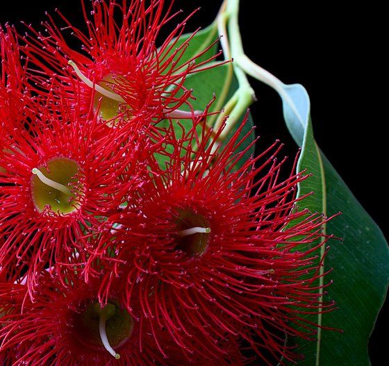 Red Corymbia Blossoms