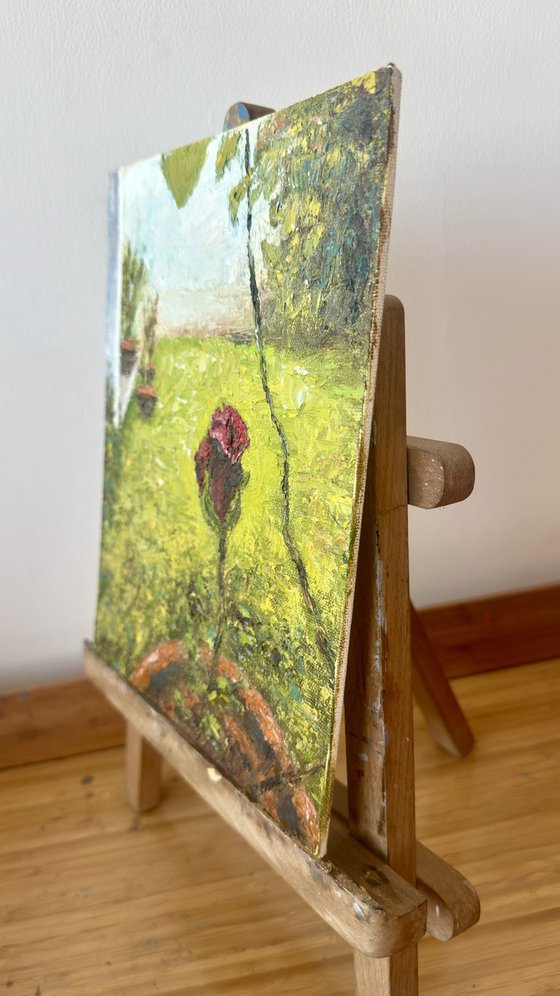 Flowers from my garden 5