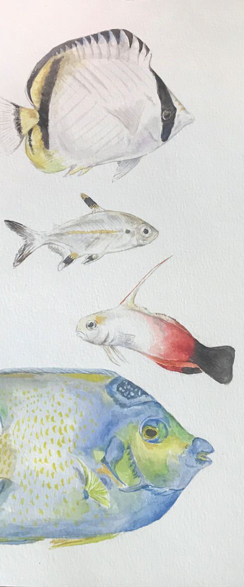 Four Fish Original Watercolor by Lauren Rogoff