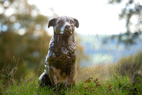 Sitting Crossbreed Dog BR