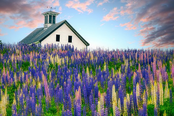 Lupine Field, Whitefield, Maine, 43 x 29