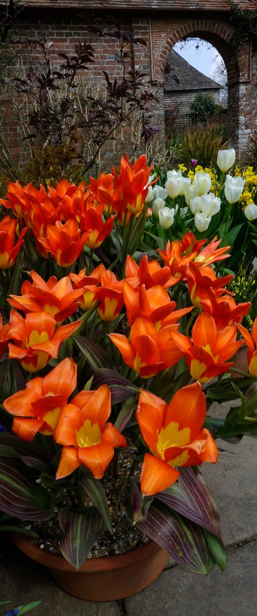 Tulips and Arch by Martin  Fry