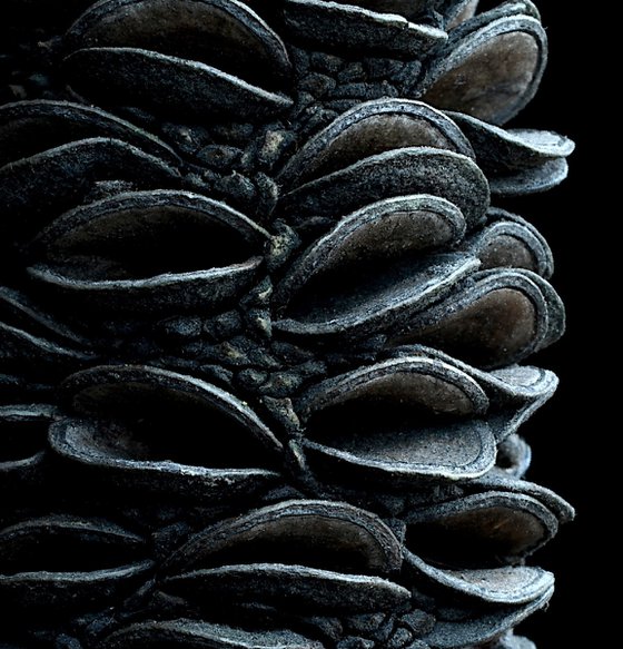 Coast Banksia Seed Pod