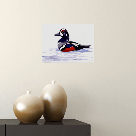 Harlequin Duck