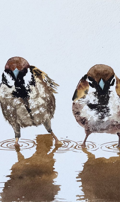 Birds. A Pair of Wild sparrows by Yuliia Sharapova