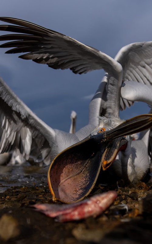 Feeding Frenzy by Nick Dale