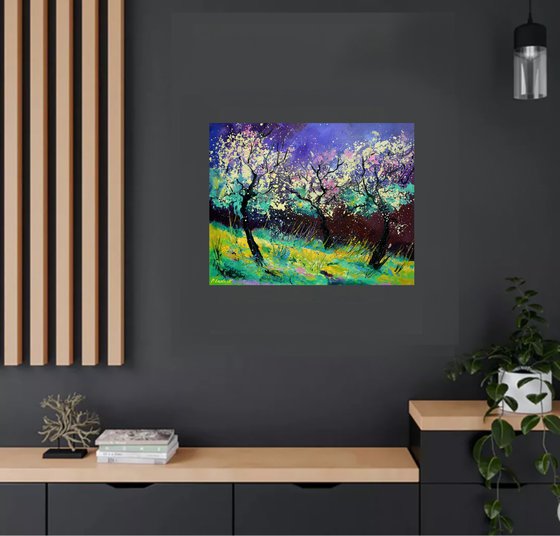 Appletrees in blossom -6523