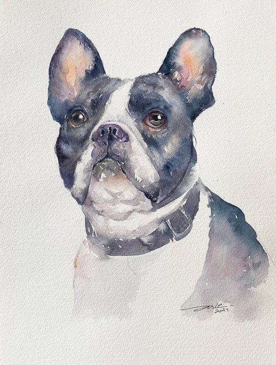 French Bulldog Fitz