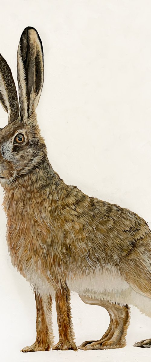 Hare 4 by Lydia Cunningham
