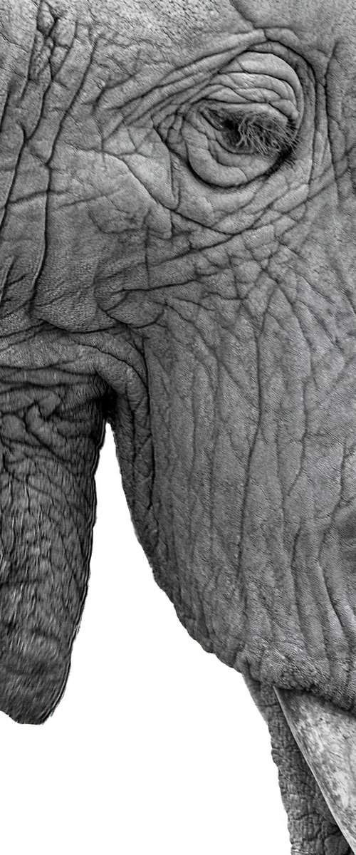 Elephant #1 by David DesRochers