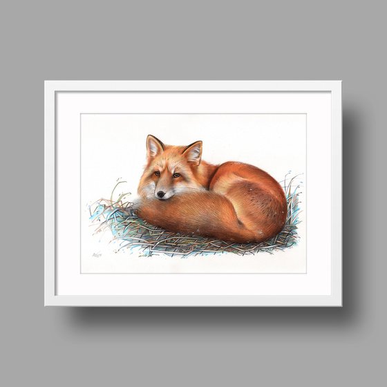 Red Fox