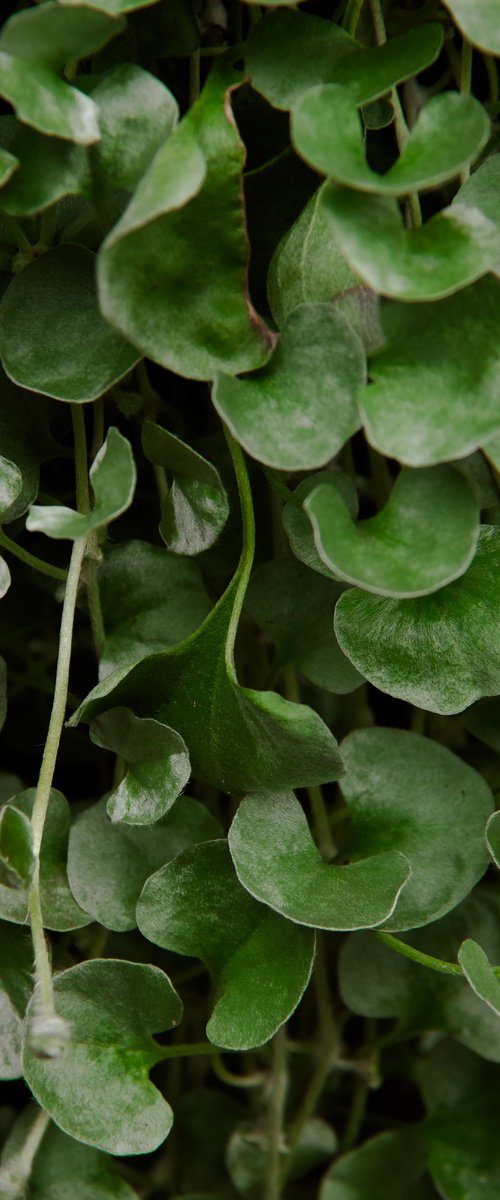 Green Pattern by Kristine Okuneva