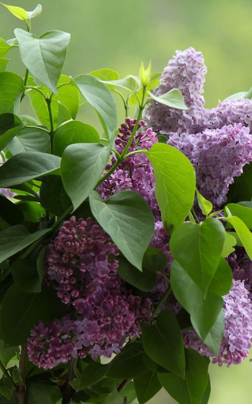 Lilac bouquet by Sonja  Čvorović