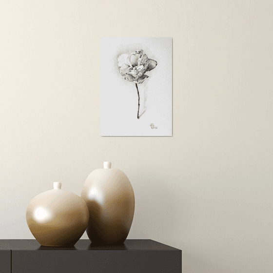 Spring tulip, pencil