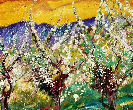 Cherrytrees in spring