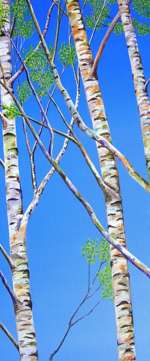 Silver Birch Trees in Spring by Ruth Cowell