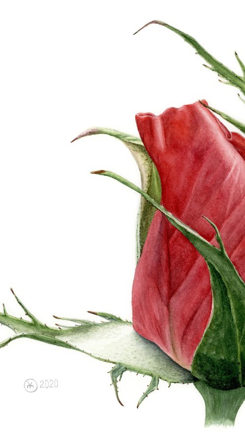 Red Rose Bud by Yuliia Moiseieva