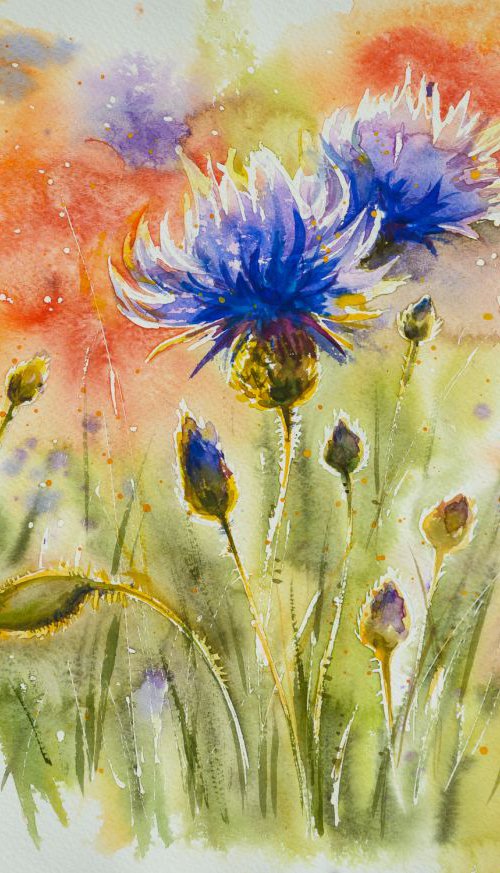 Blue cornflowers by Eve Mazur