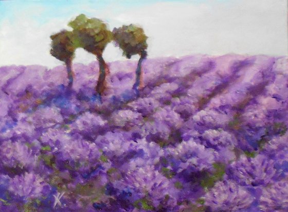 Lavender field