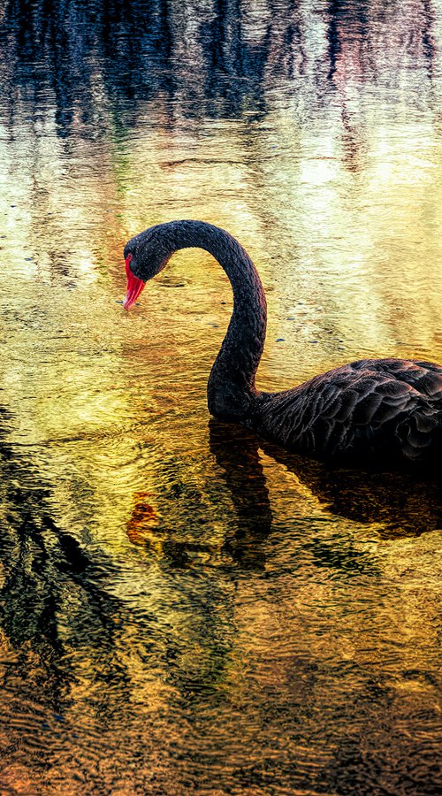 Black Swan by Nick Psomiadis