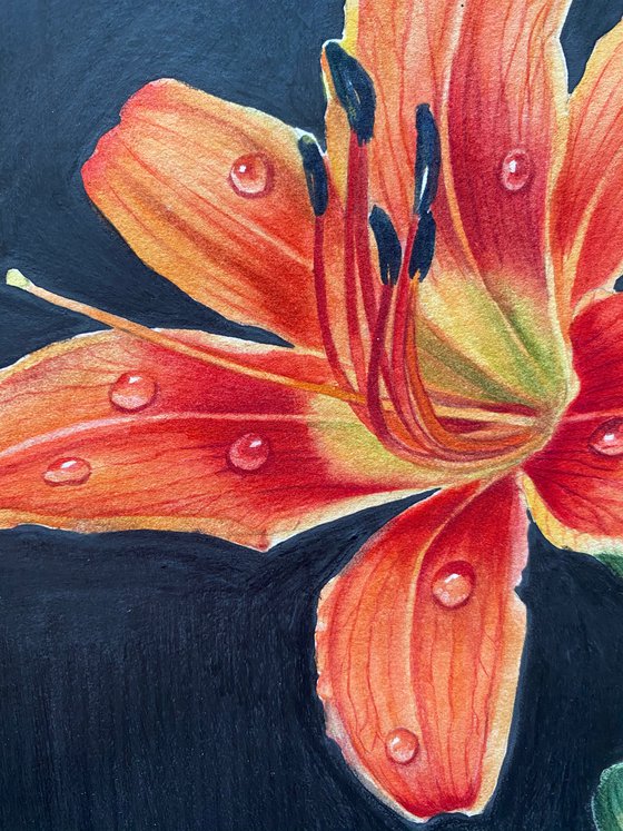 Orange daylily flower with dew drops on black background Botanical watercolor illustration