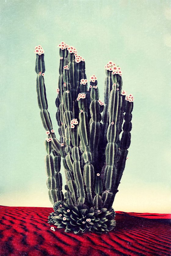 Desert Flowers