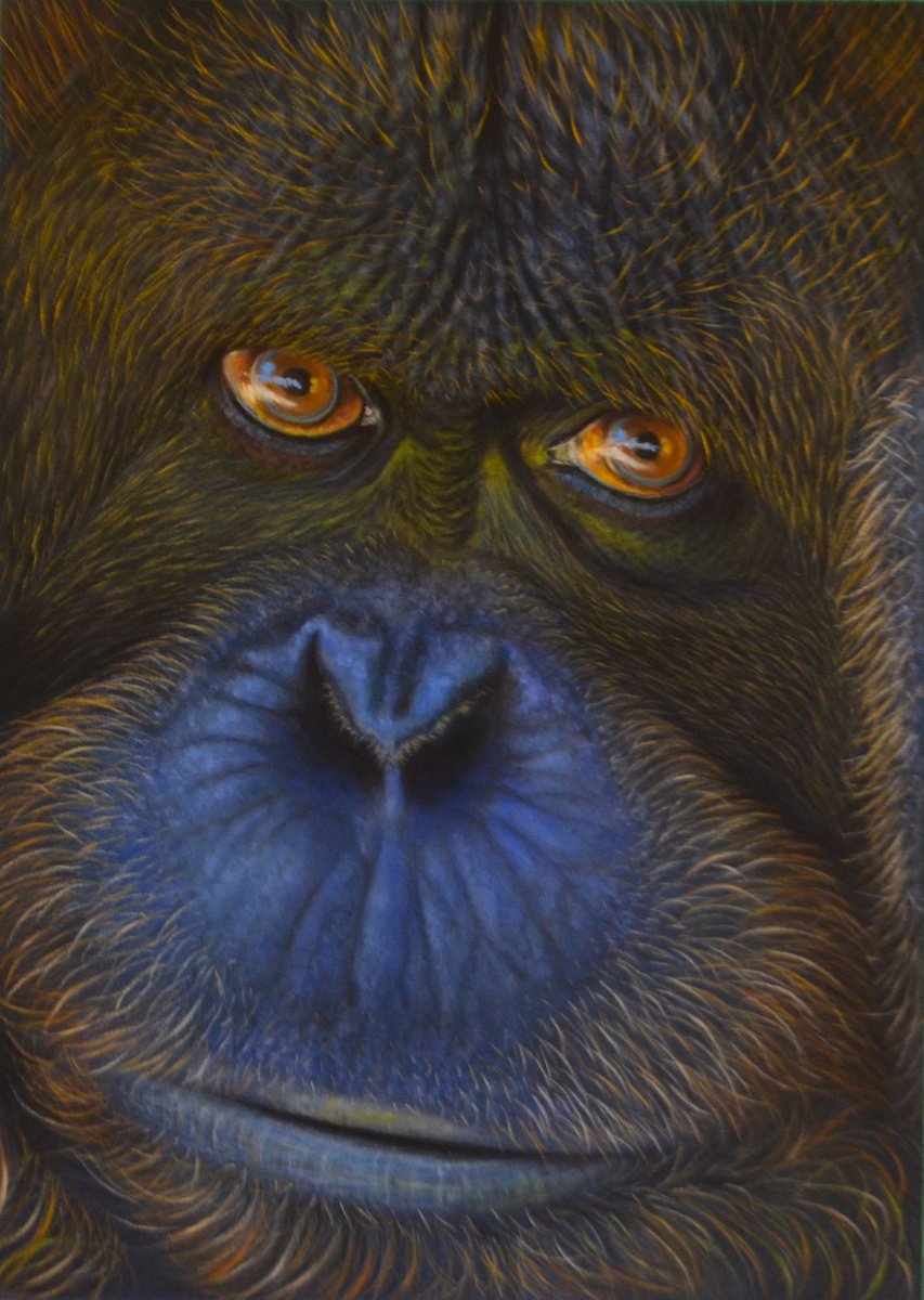 Orangutan Portrait by Debra Spence
