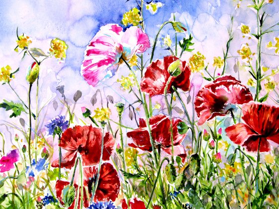 Poppies field