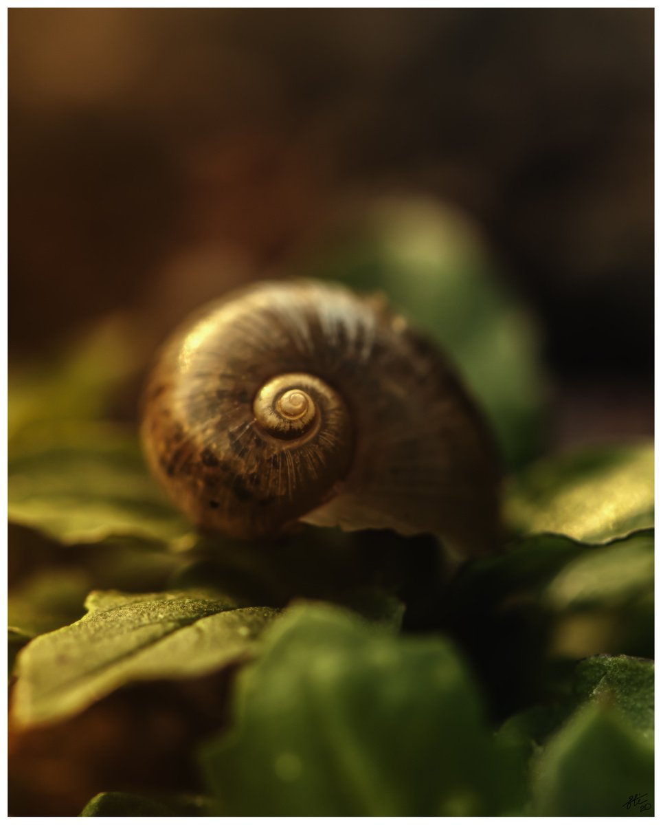 Abounded beauty - macro-photography of a snail shell. Spiral pattern, brown, green and yel... by Inna Etuvgi