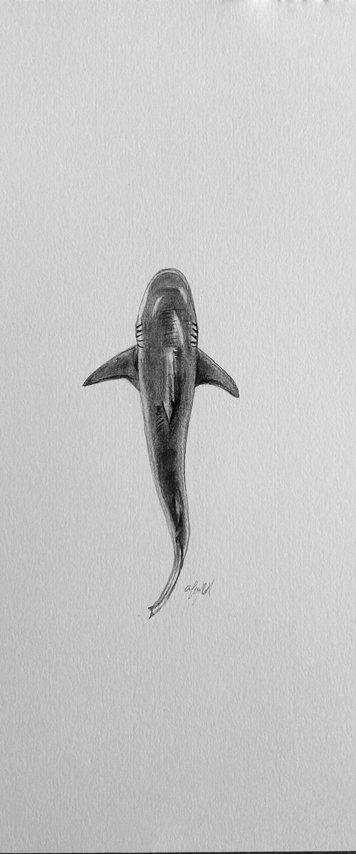 Shark by Amelia Taylor