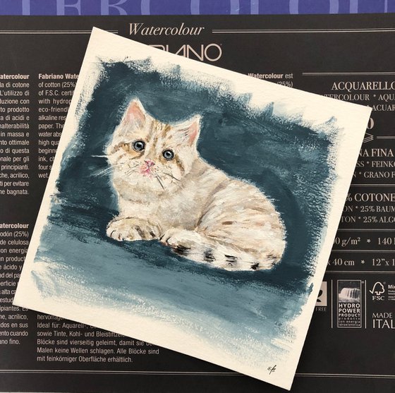 Kitten for adoption