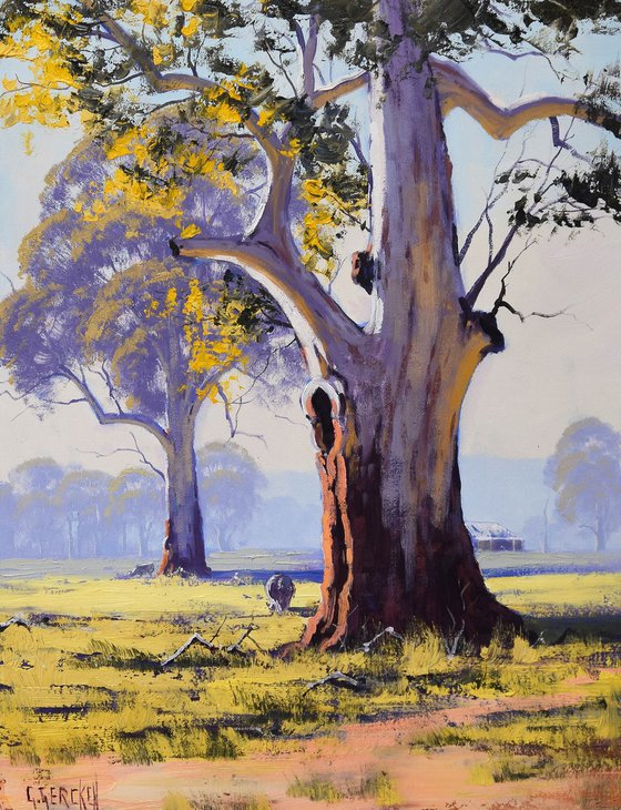 landscape  Eucalyptus trees Australia