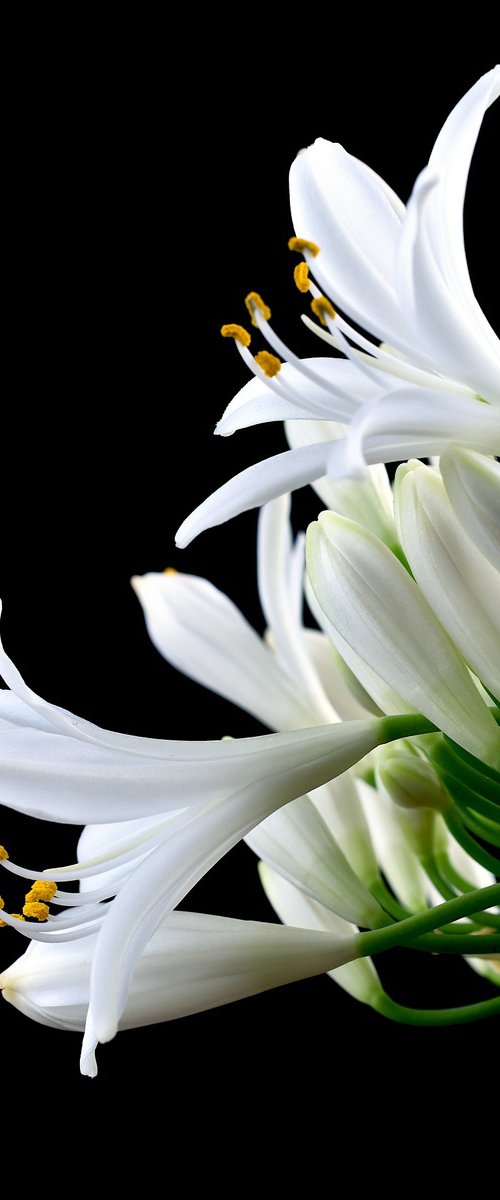 Lily of the Nile by Nadia Culph