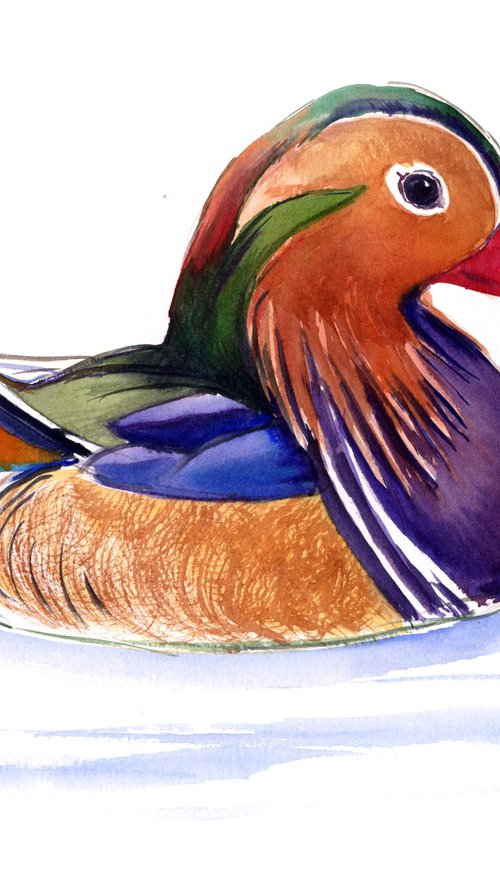 Mandarine Duck by Suren Nersisyan