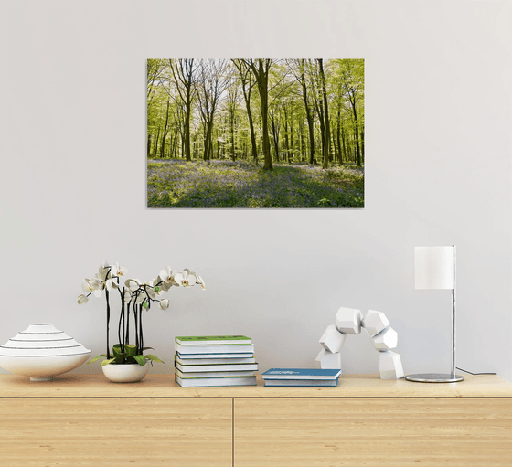 Micheldever Wood in Springtime