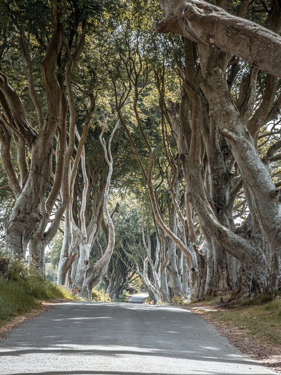 THE  FANTASTIC DARK HEDGES II