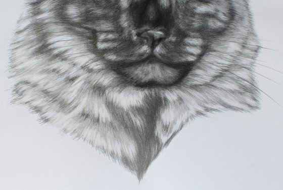 Portrait of a MAINE COON
