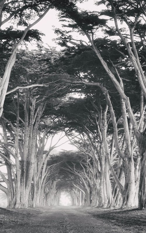 Cypress Tree Tunnel in Black & White by Emily Kent