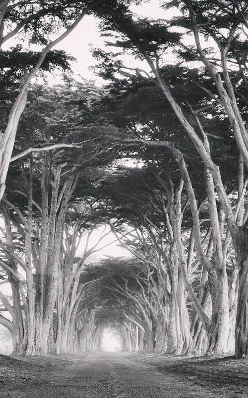 Cypress Tree Tunnel - B&W by Emily Kent