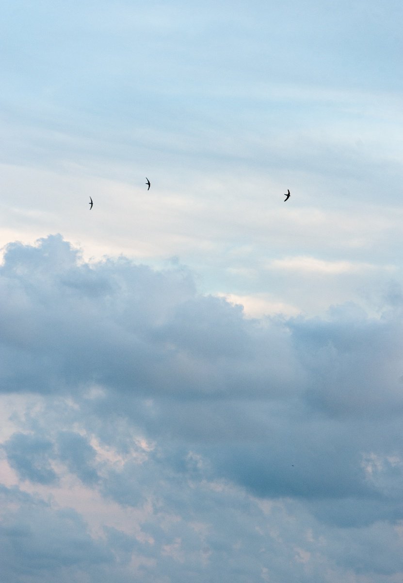 Organic Photograph , 3 Swallows By Frankie Malone, 17 X 23, Artwork For Sale On Artfinder