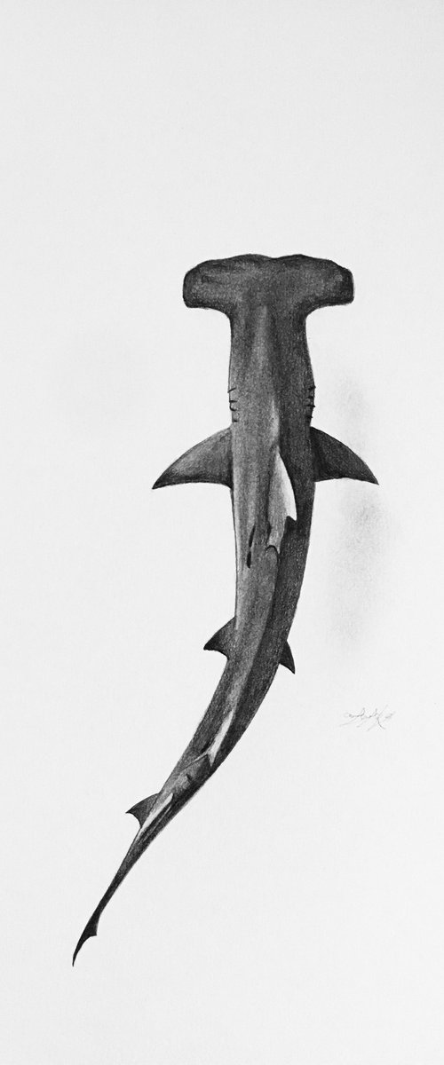 Hammerhead shark by Amelia Taylor