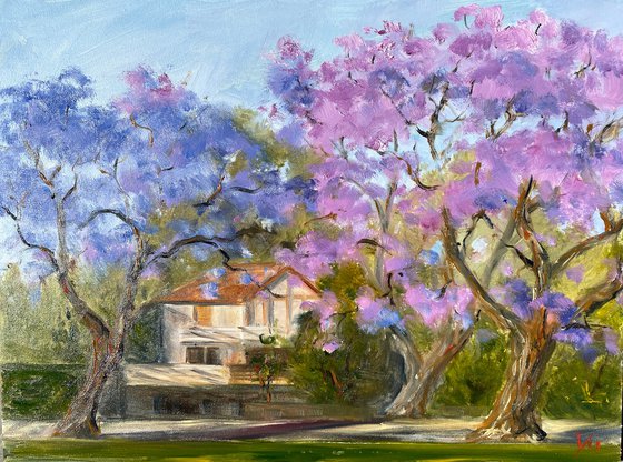 Jacaranda season in Kirribilli