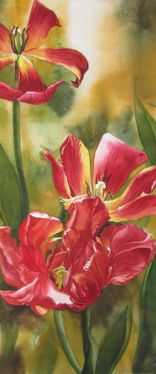 Red Red Tulips by Alfred  Ng