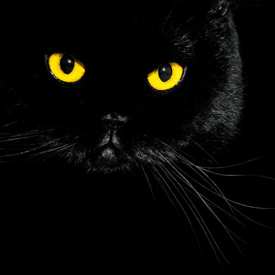 Yellow eyes