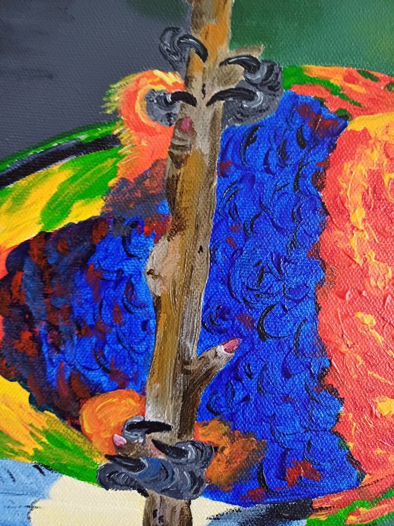 Rainbow Lorikeet