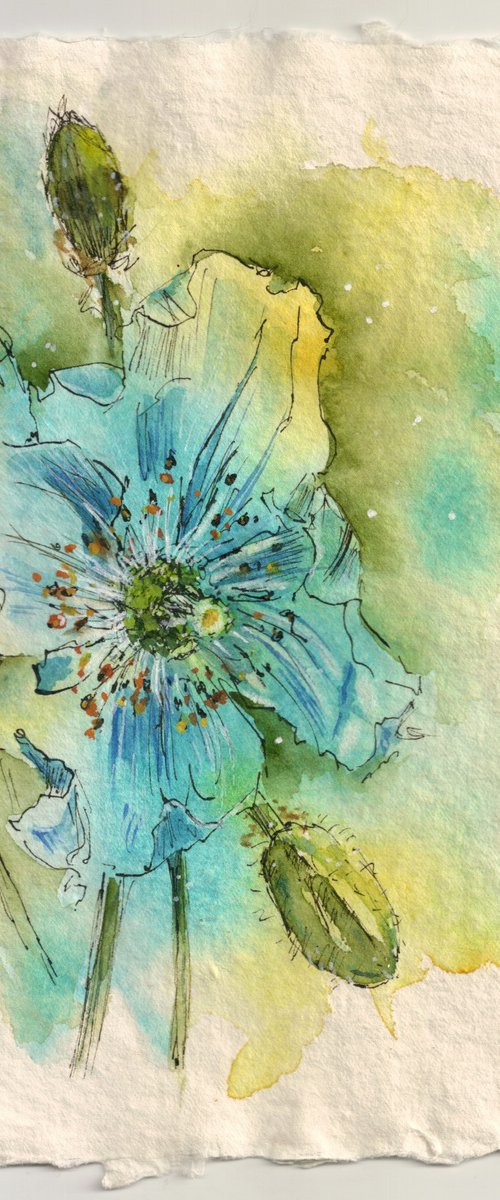 Himalayan blue poppy by Ilona Borodulina