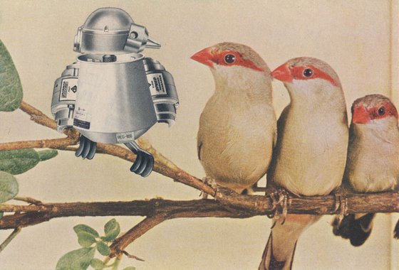Bird Bot